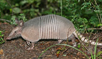 Stalking the elusive armadillo