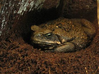 Bufo marinus toad