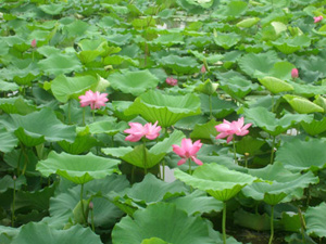 Wuhan Horticultural Garden