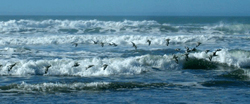 Ocean Beach, San Francisco