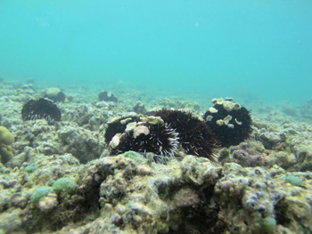 Trineustes sea urchin