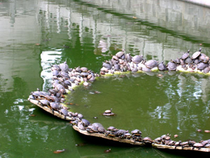 Turtles at Guiyang Temple
